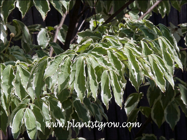 The white edged leaves tend to curl.